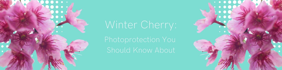 Winter Cherry: Photoprotection You Should Know About